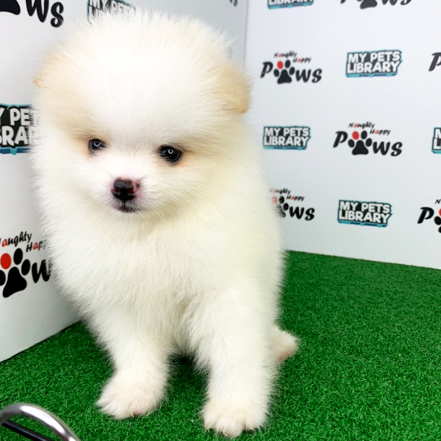 Pomeranian Puppy (Female) For Sale