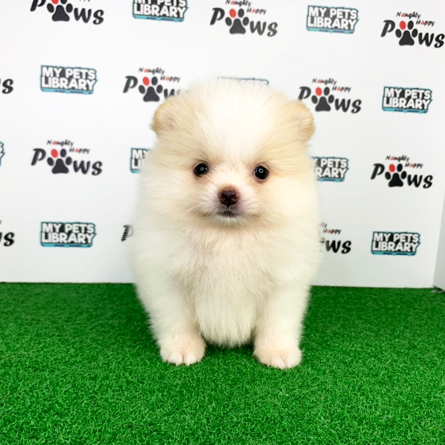 Pomeranian Puppy (Female) For Sale