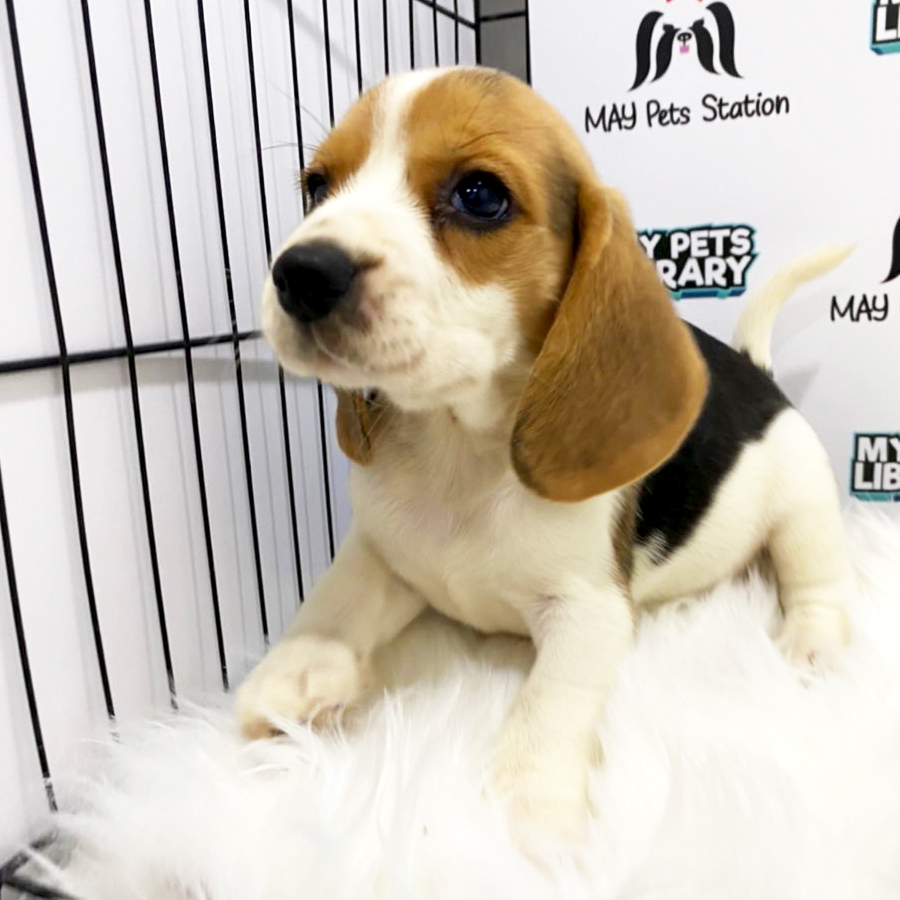Beagle Puppy (Female) For Sale