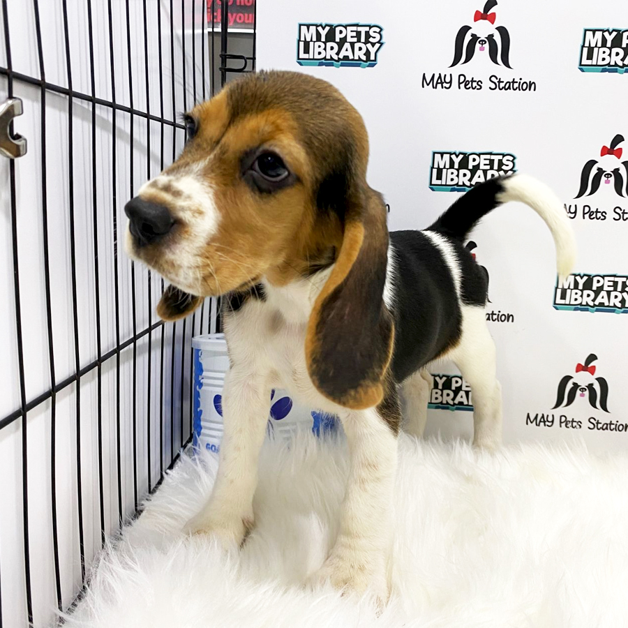 Beagle Puppy (Female) For Sale
