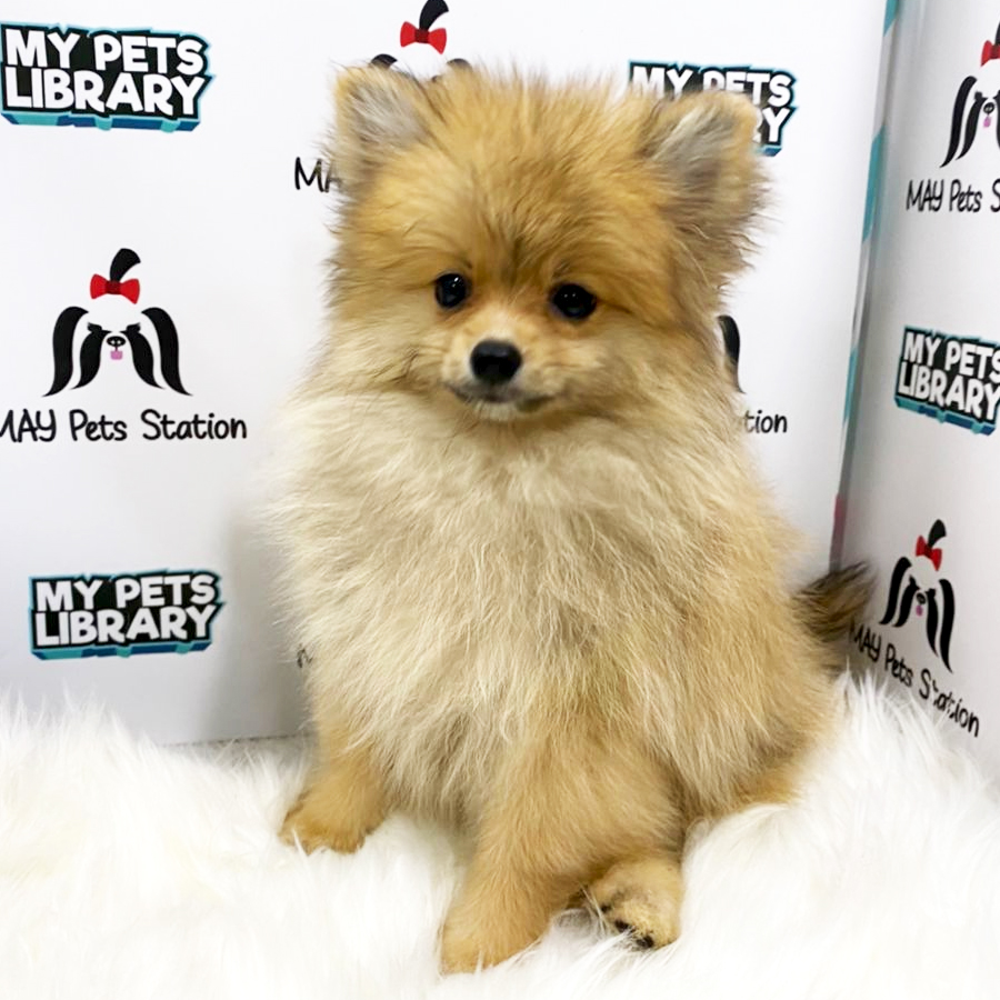 Pomeranian Puppy (Female) For Sale