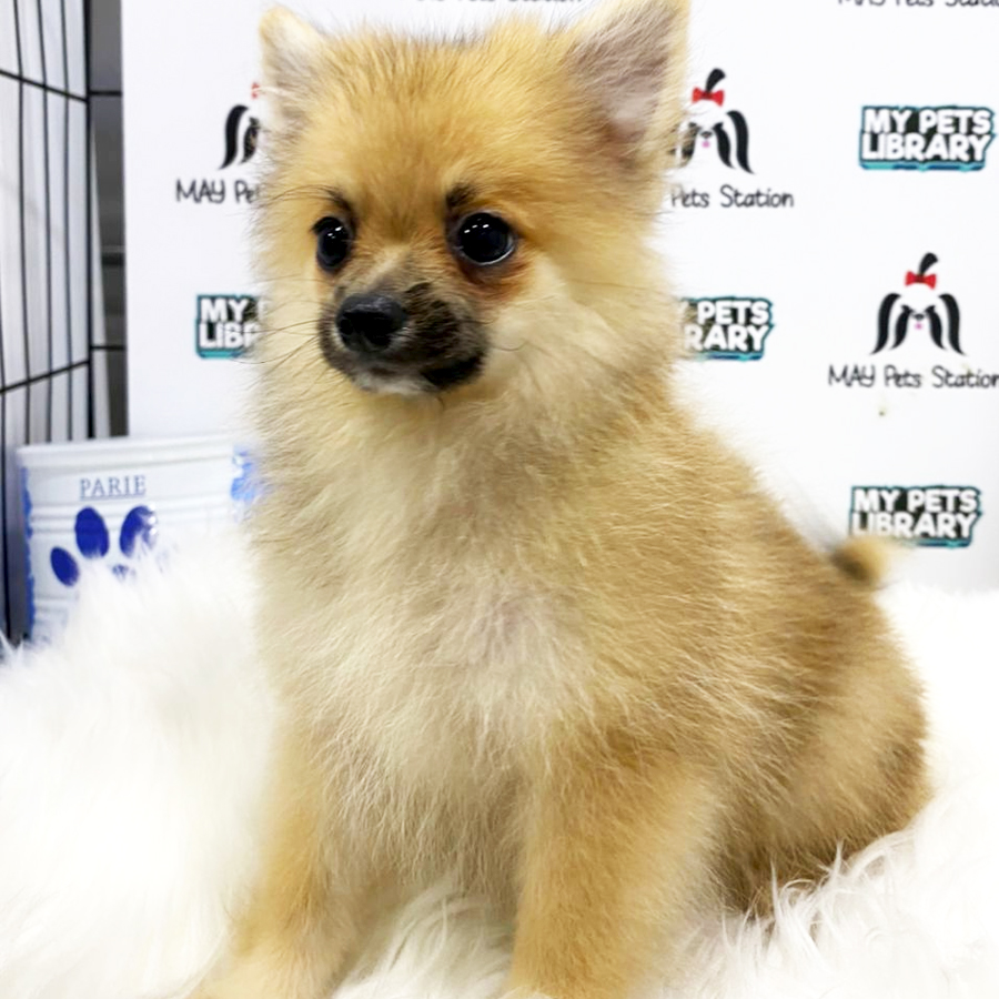 Pomeranian Puppy (Male) For Sale