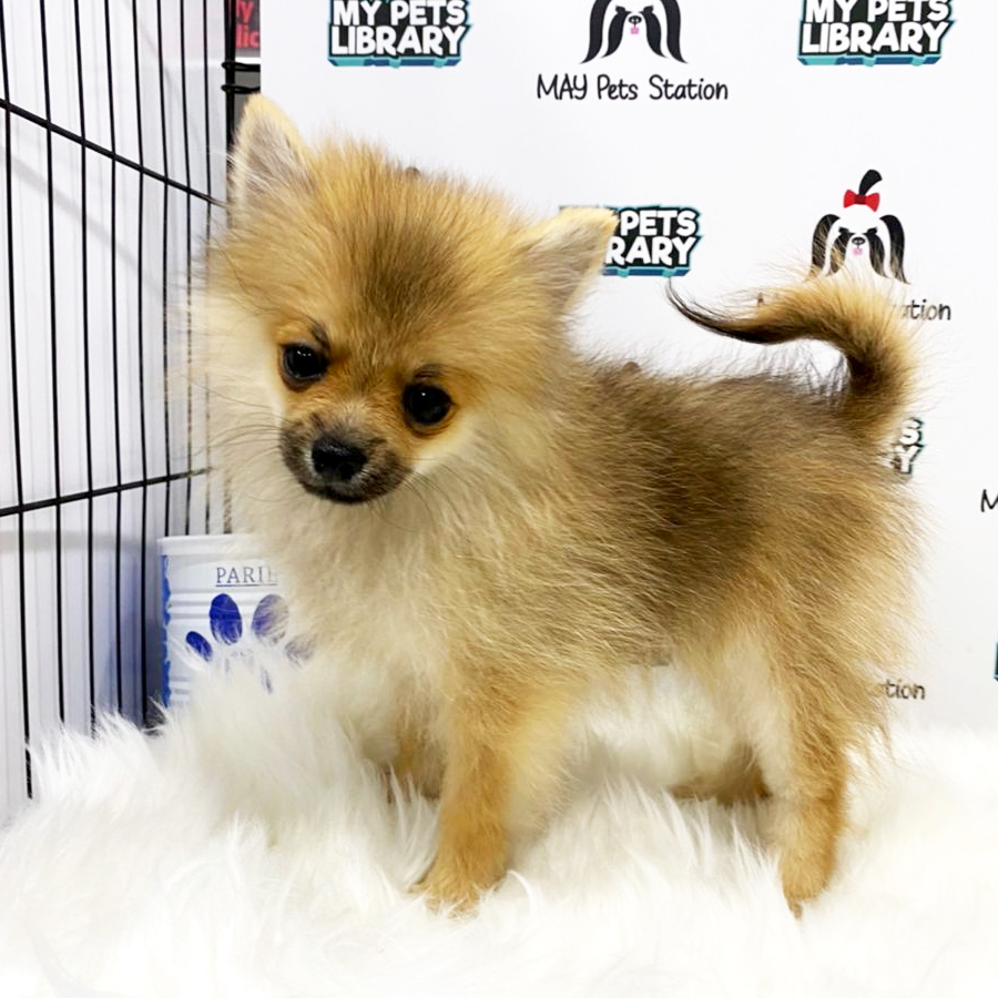 Pomeranian Puppy (Female) For Sale