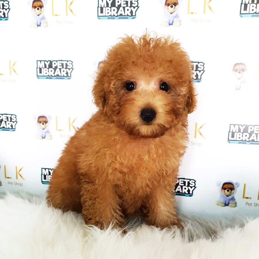 Toy Poodle Puppy (Male) For Sale