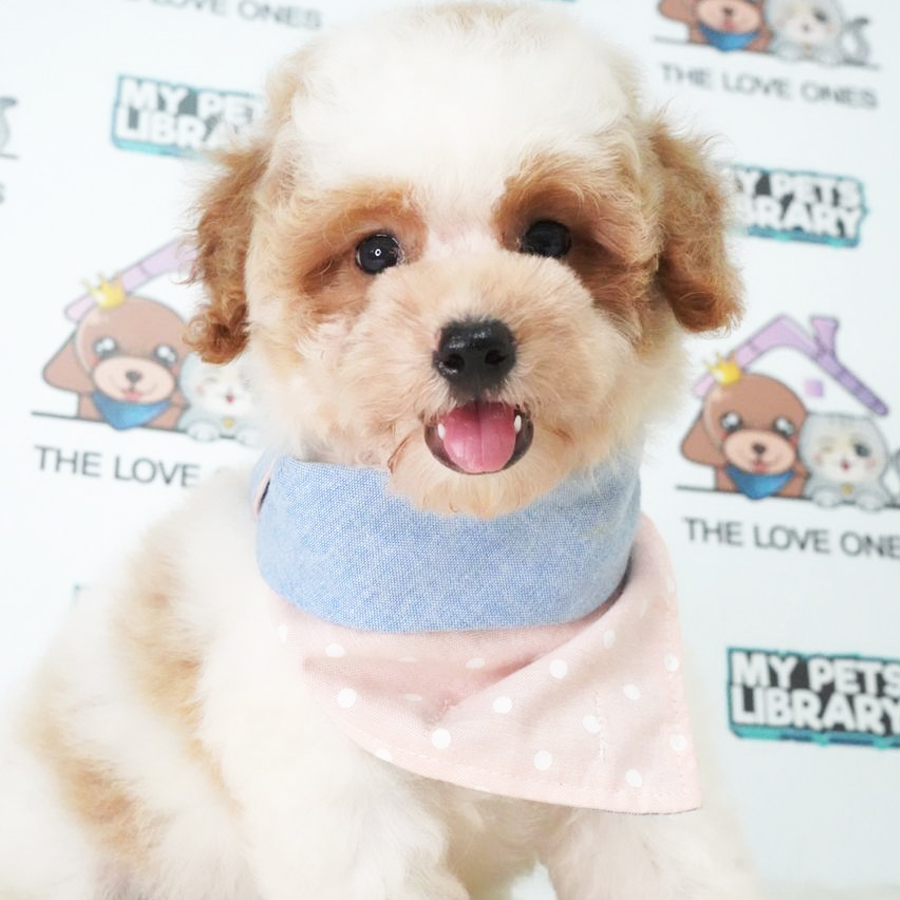 MKA Toy Poodle Puppy (Female) For Sale
