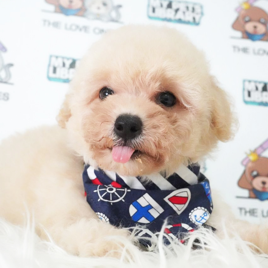 MKA Toy Poodle Puppy (Male) For Sale