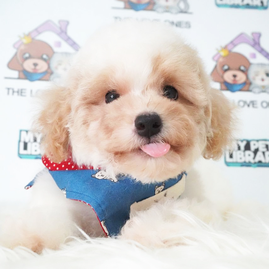 MKA Toy Poodle Puppy (Male) For Sale