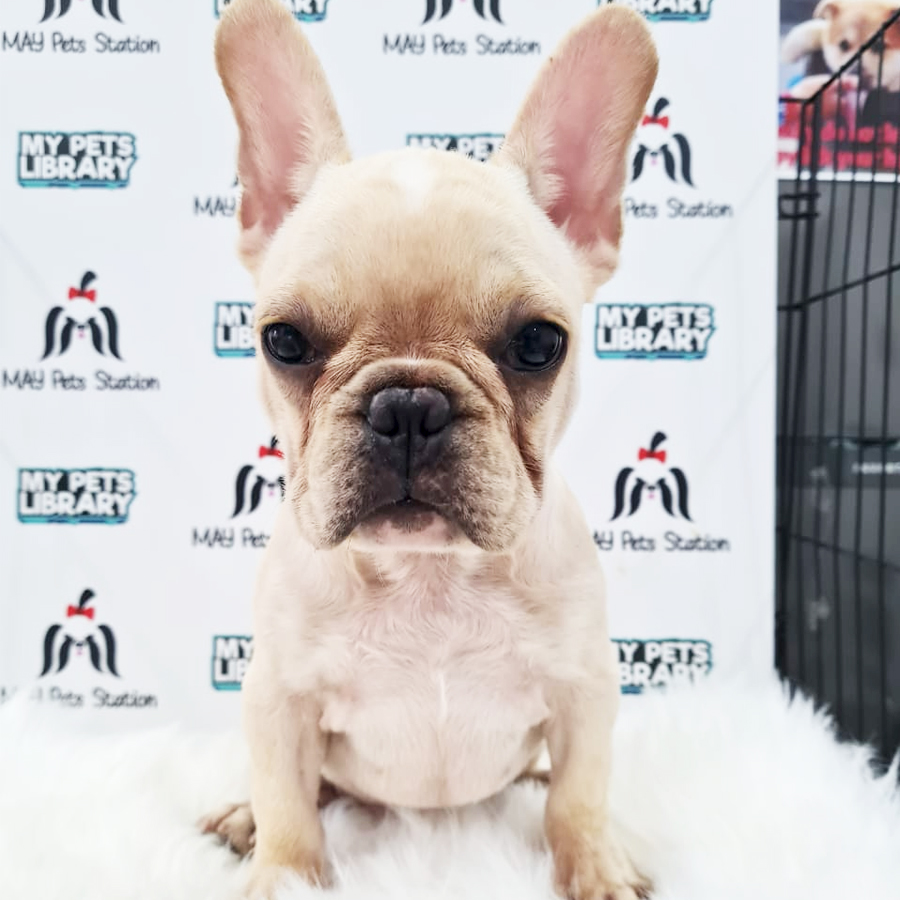 French Bulldog Puppy (Male) For Sale