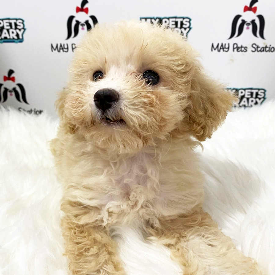 Maltipoo Puppy (Female) For Sale