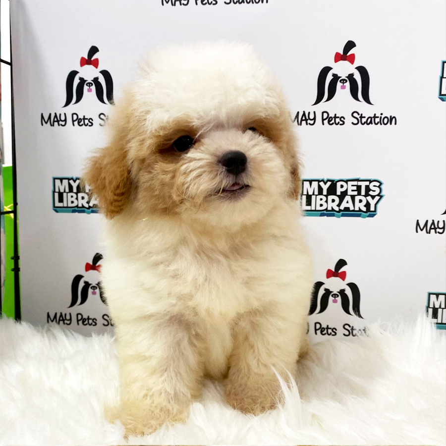 Maltipoo Puppy (Female) For Sale