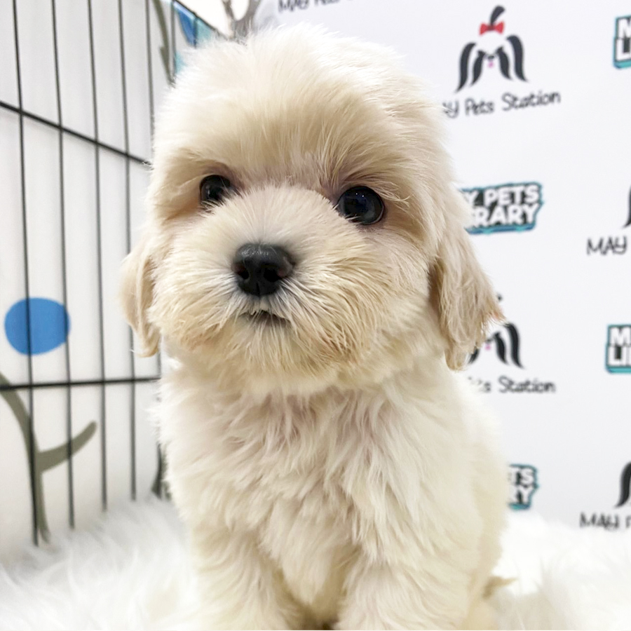 Maltipoo Puppy (Female) For Sale