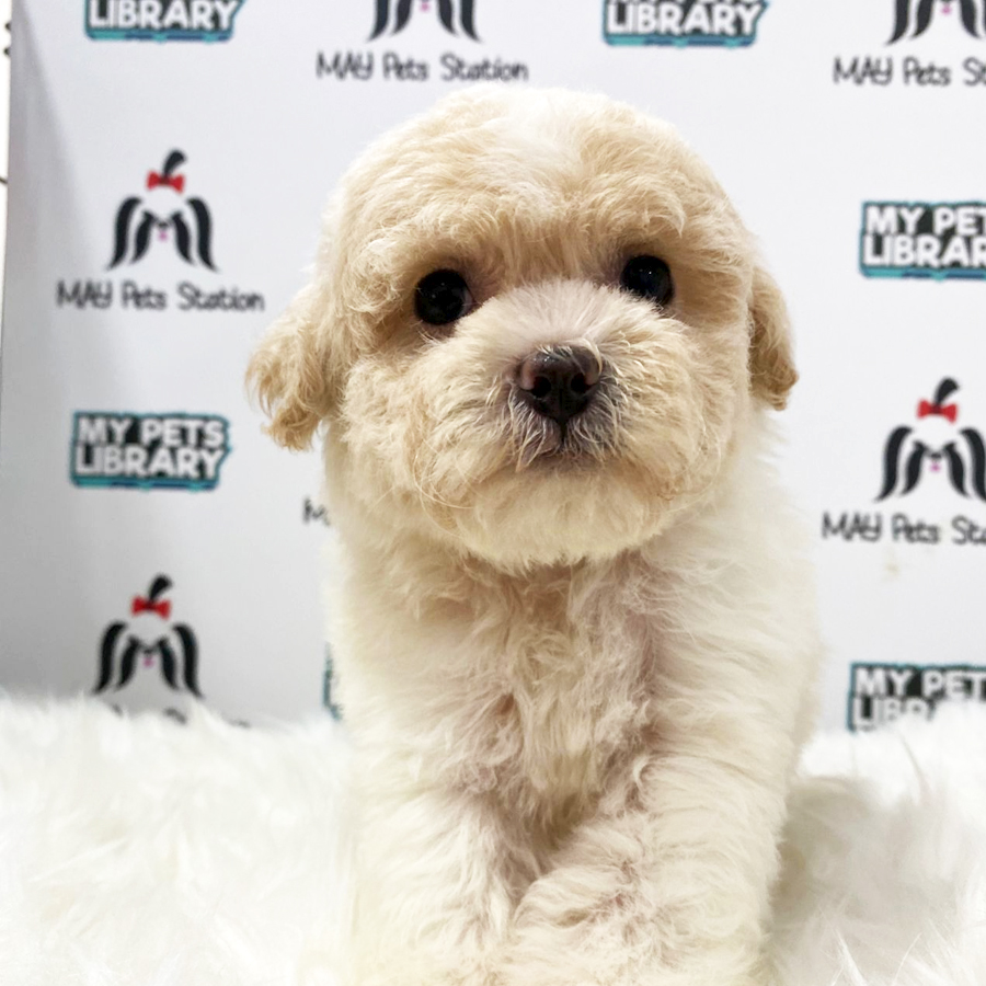 Maltipoo Puppy (Male) For Sale