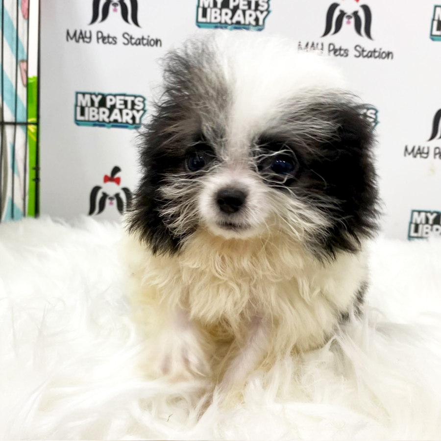 Chihuahua Mix Shih Tzu Puppy (Male) For Sale