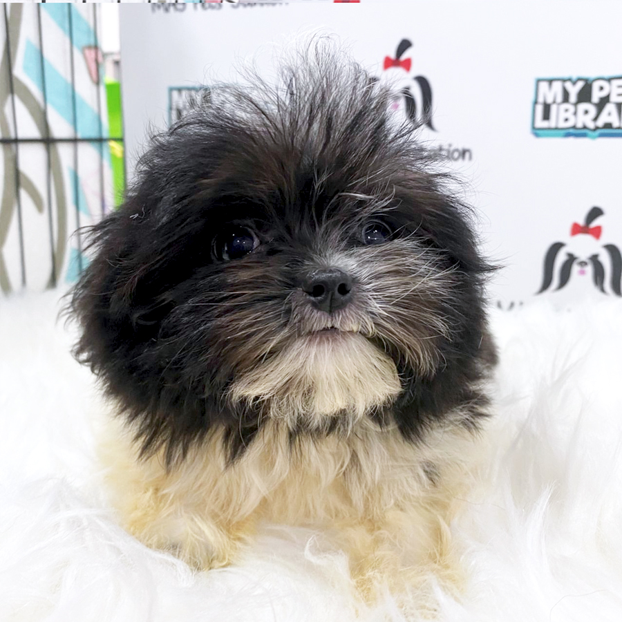 Chihuahua Mix Shih Tzu Puppy (Female) For Sale