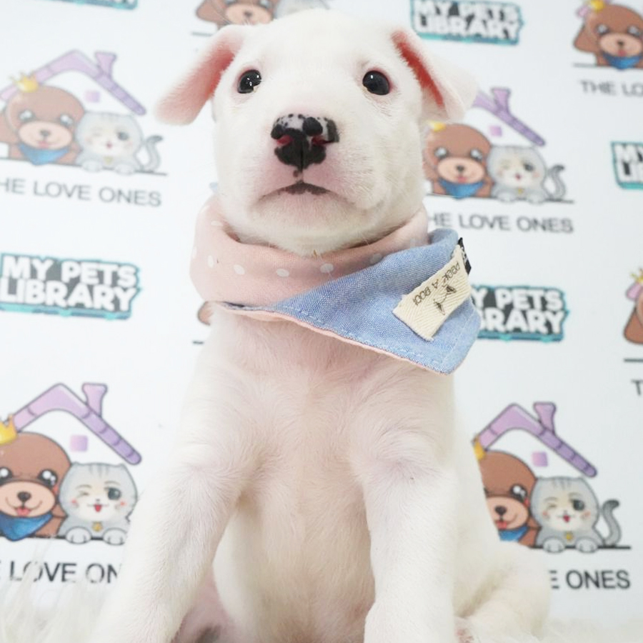 Bull Terrier Puppy (Female) For Sale