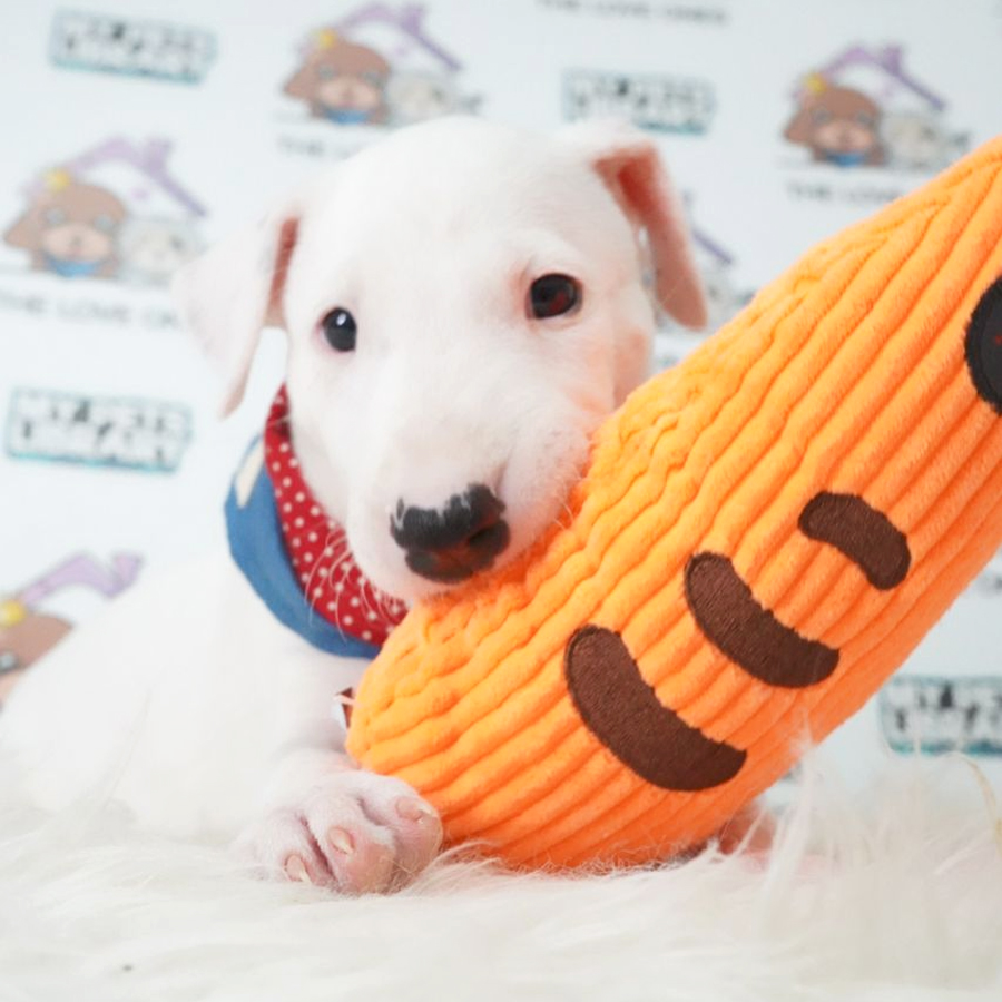 Bull Terrier Puppy (Female) For Sale