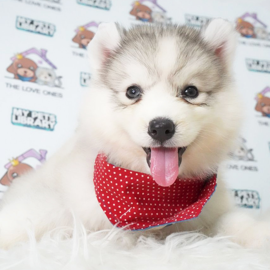 Wooly Husky Puppy (Female) For Sale