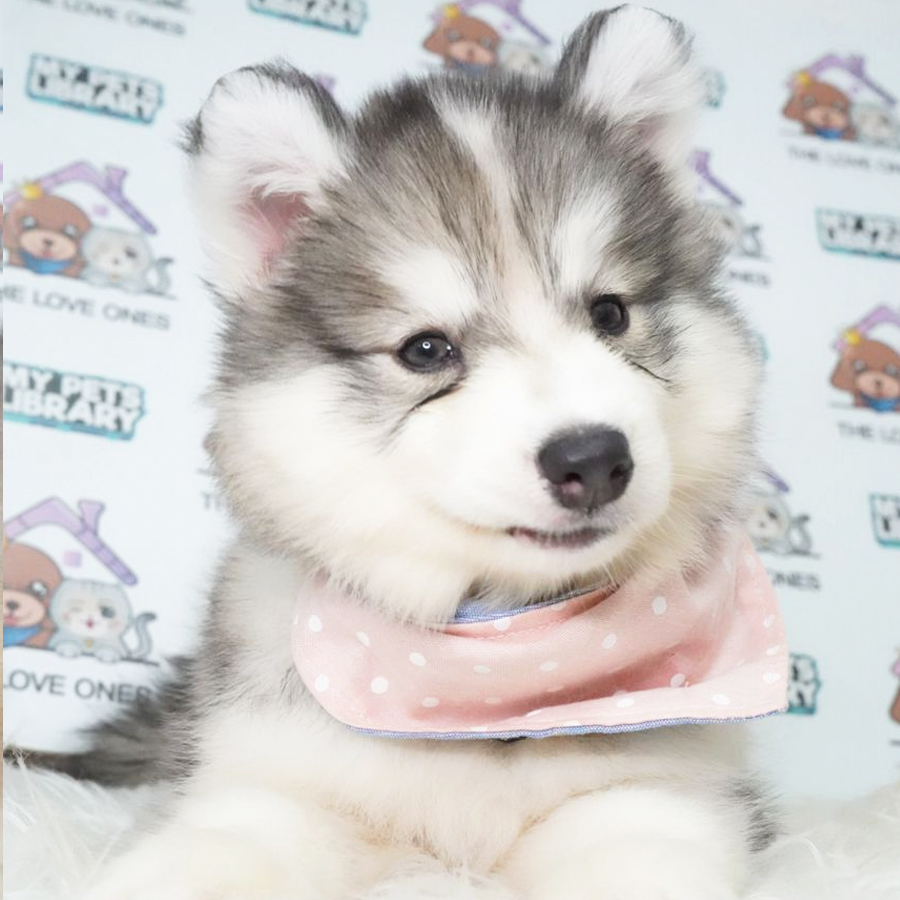 Wooly Husky Puppy (Female) For Sale