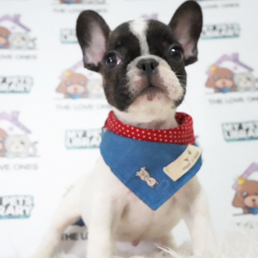 French Bulldog Puppy (Male) For Sale