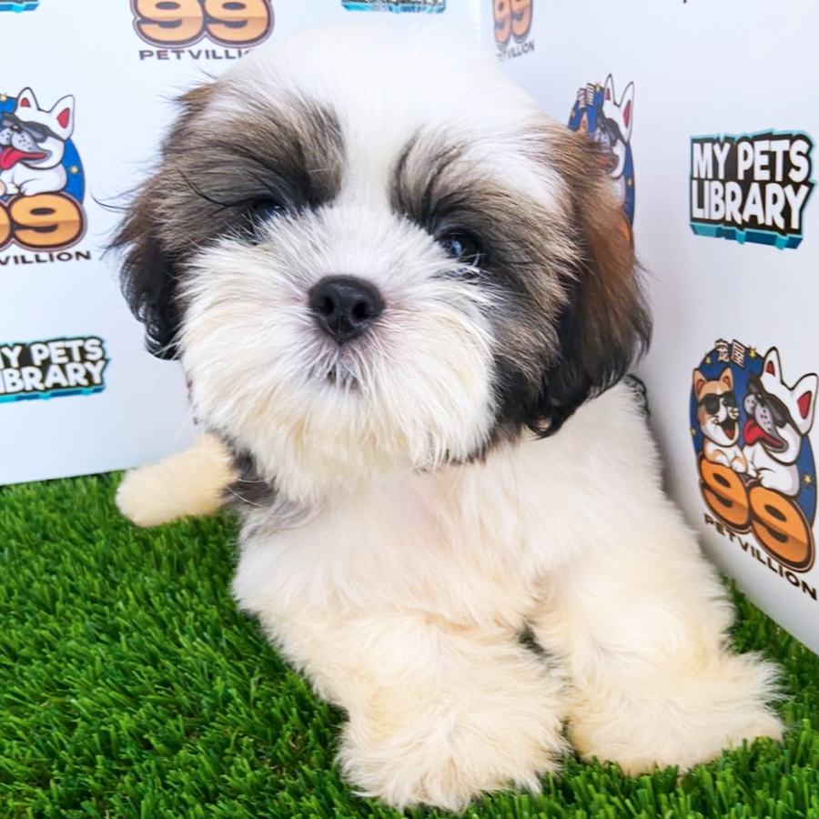 Shih Tzu Puppy (Male) For Sale