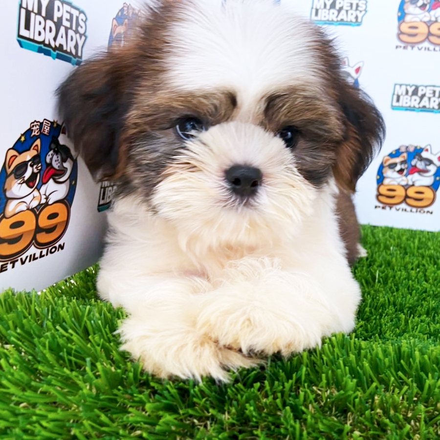 Shih Tzu Puppy (Male) For Sale