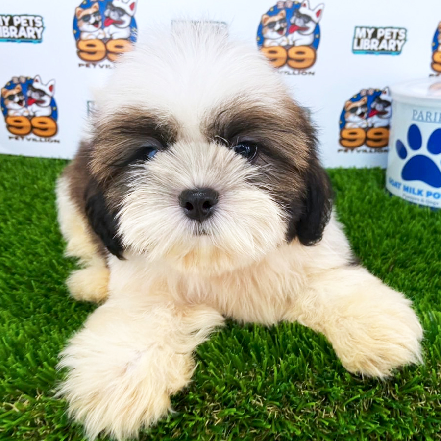 Shih Tzu Puppy (Male) For Sale
