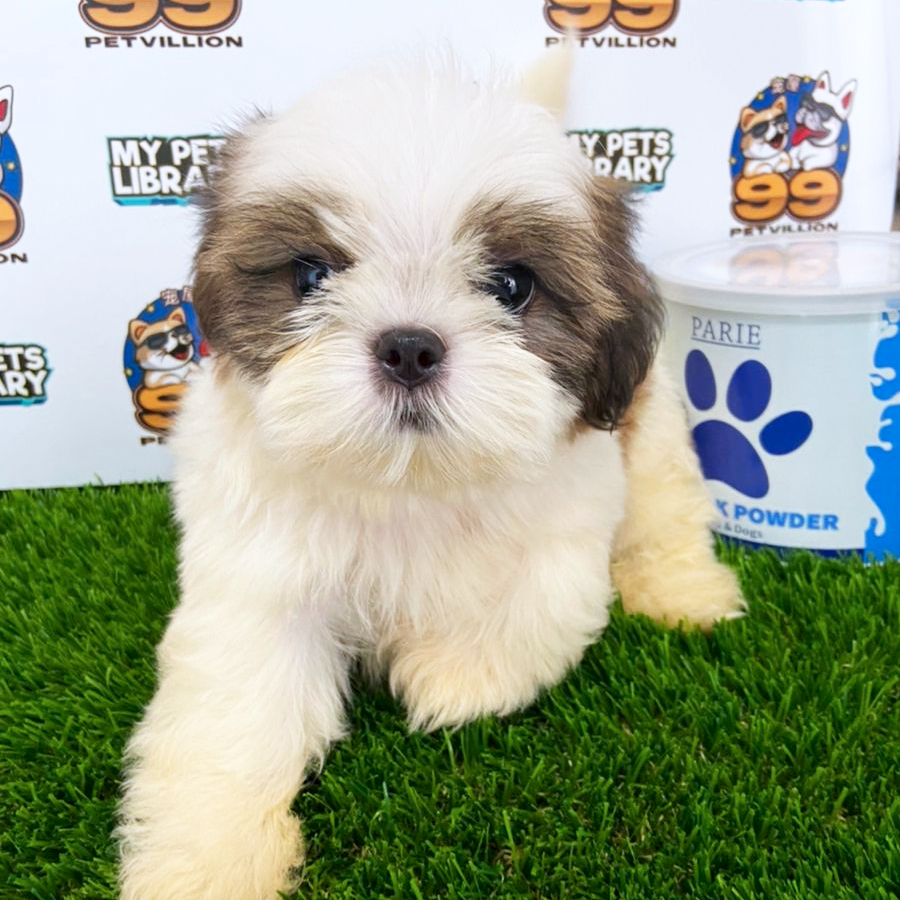 Tiny Shih Tzu Puppy (Male) For Sale