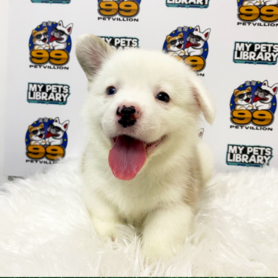 Premium Quality Long Coat Welsh Corgi Puppy (Male) For Sale