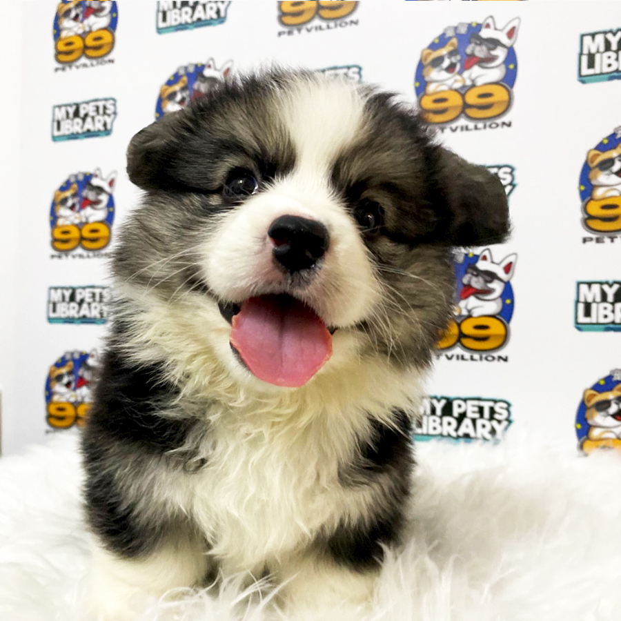 Premium Quality Long Coat Welsh Corgi Puppy (Male) For Sale