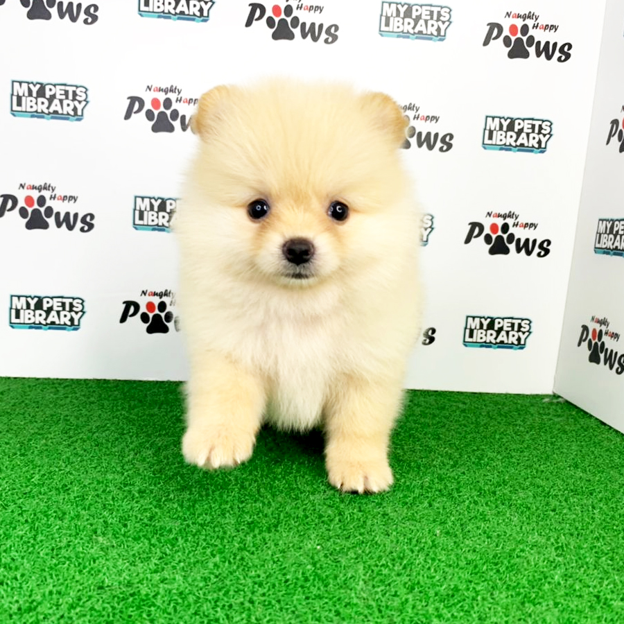 Pomeranian Puppy (Male) For Sale