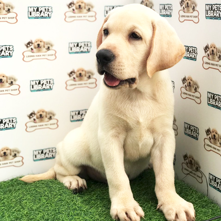 Labrador Puppy (Male) For Sale