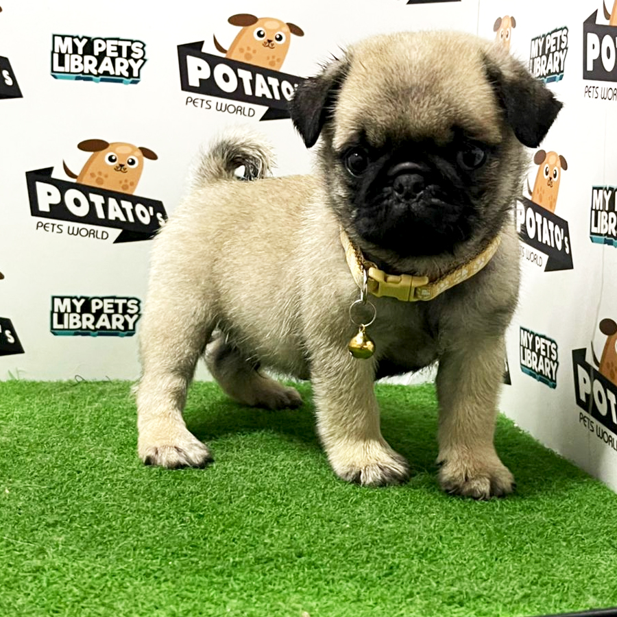Pug Puppy (Male) For Sale