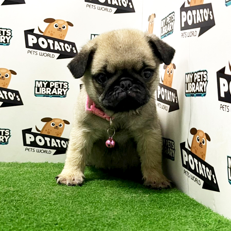 Pug Puppy (Male) For Sale