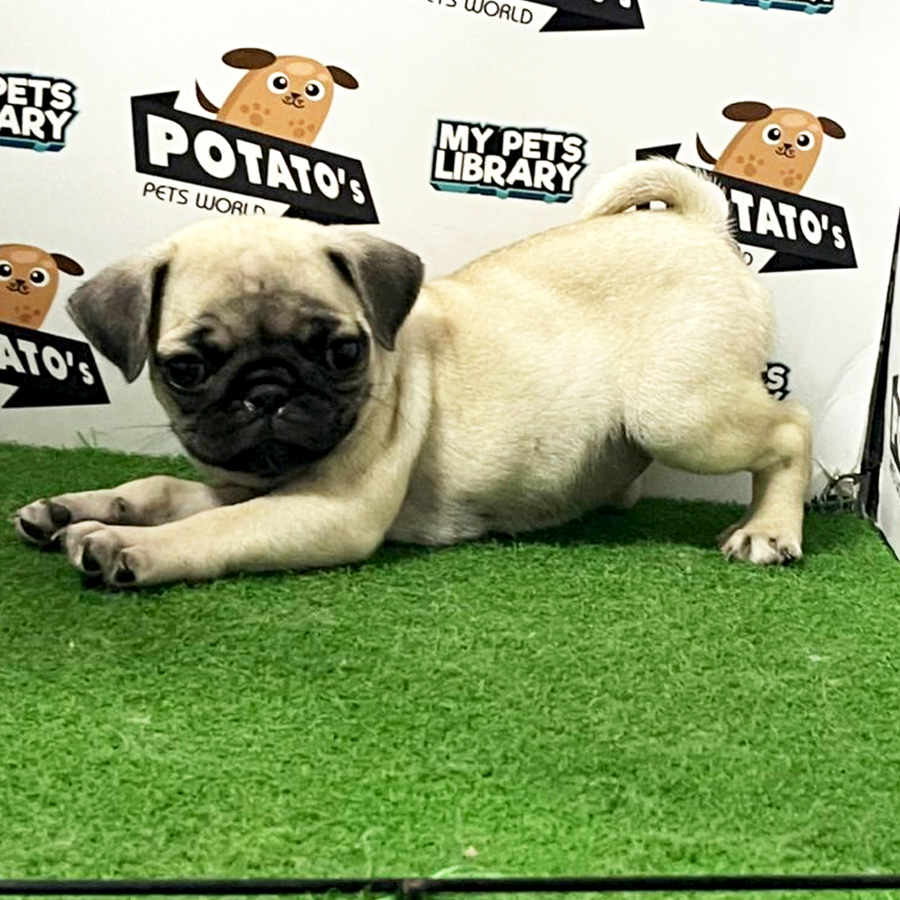 Pug Puppy (Female) For Sale