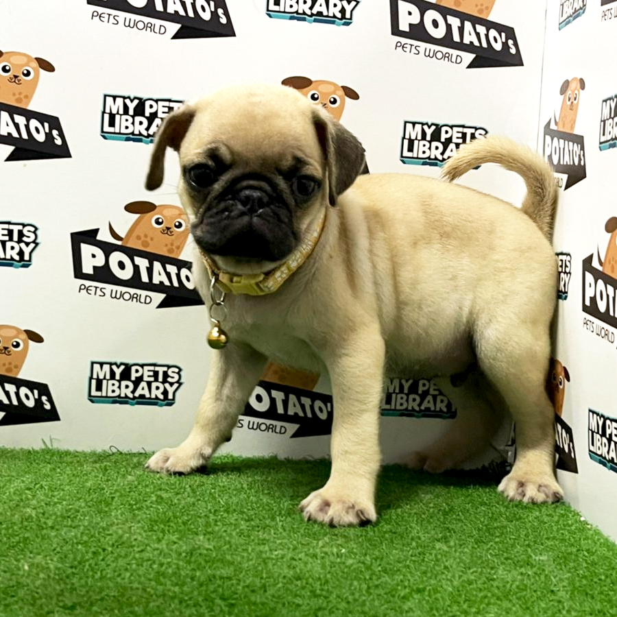 Pug Puppy (Male) For Sale