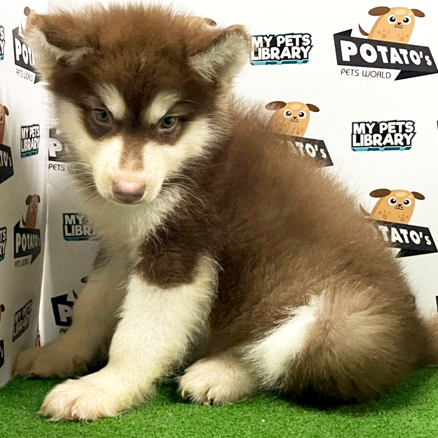 Alaskan Malamute Puppy (Female) For Sale