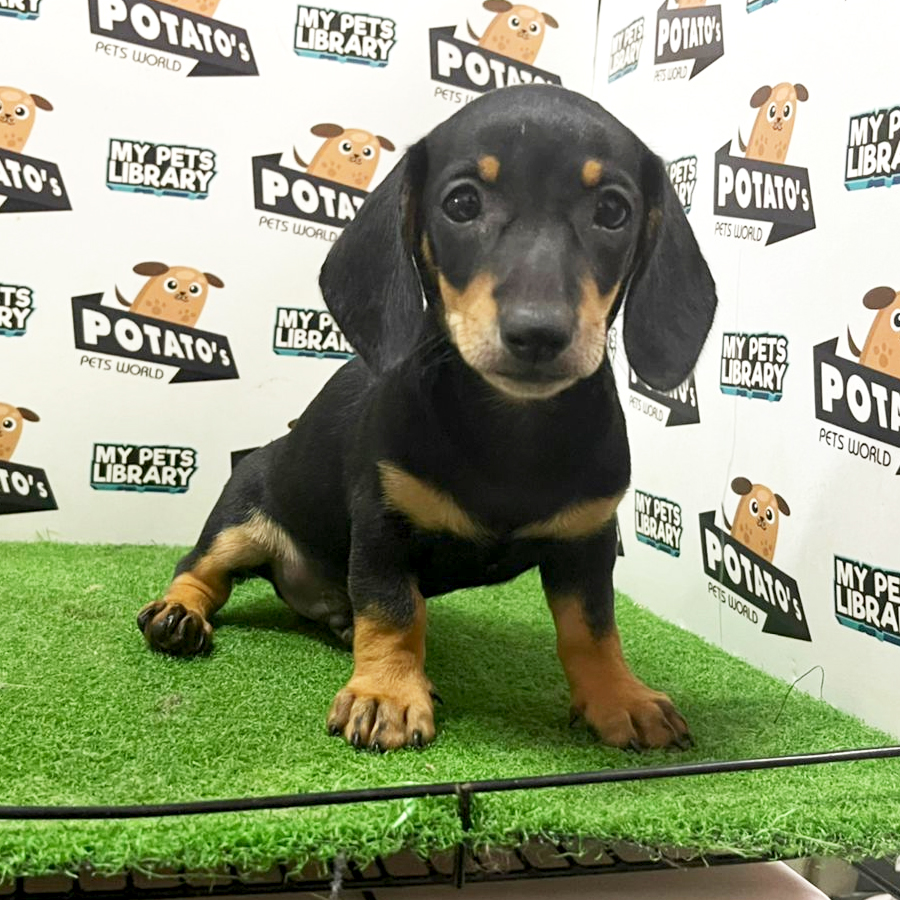 Dachshund Puppy (Male) For Sale