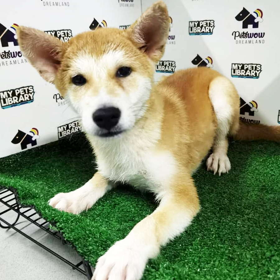 MKA Shiba Inu Puppy (Male) For Sale