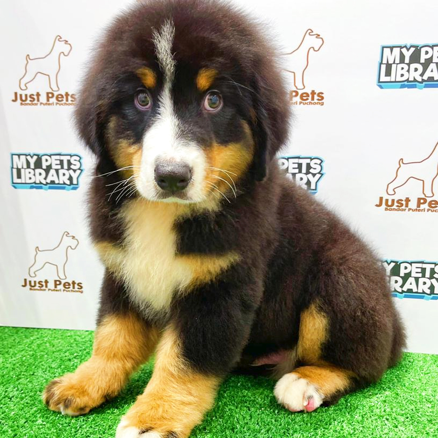 Indonesia Imported Bernese Mountain Puppy (Male) For Sale