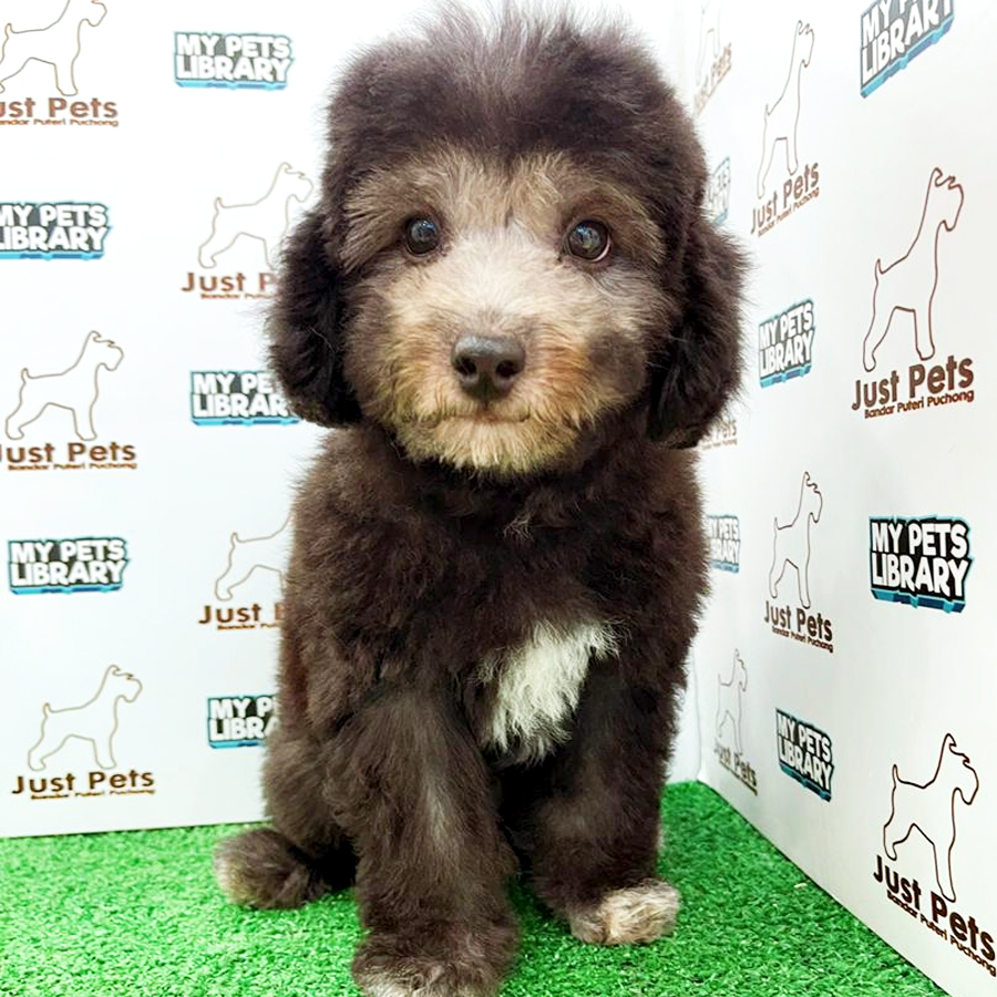 Indonesia Imported Toy Poodle Puppy (Male) For Sale