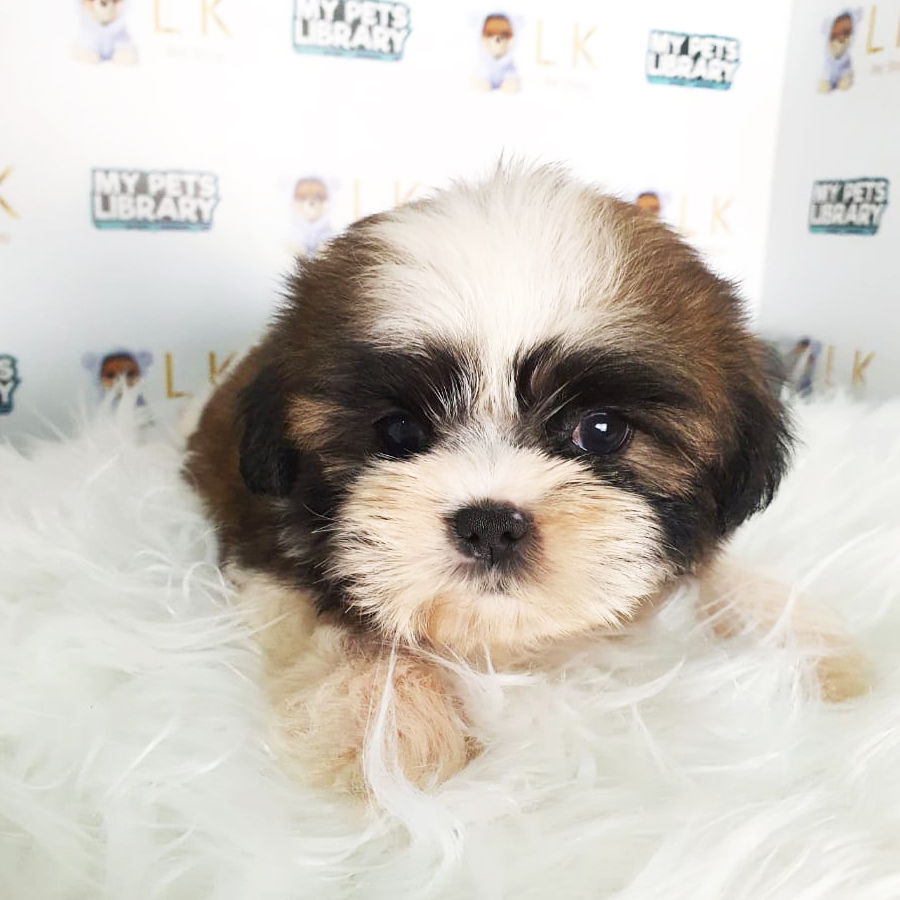 Shih Tzu Puppy (Female) For Sale