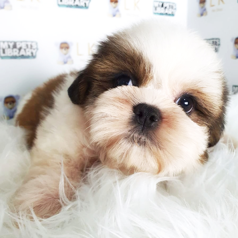 Shih Tzu Puppy (Male) For Sale