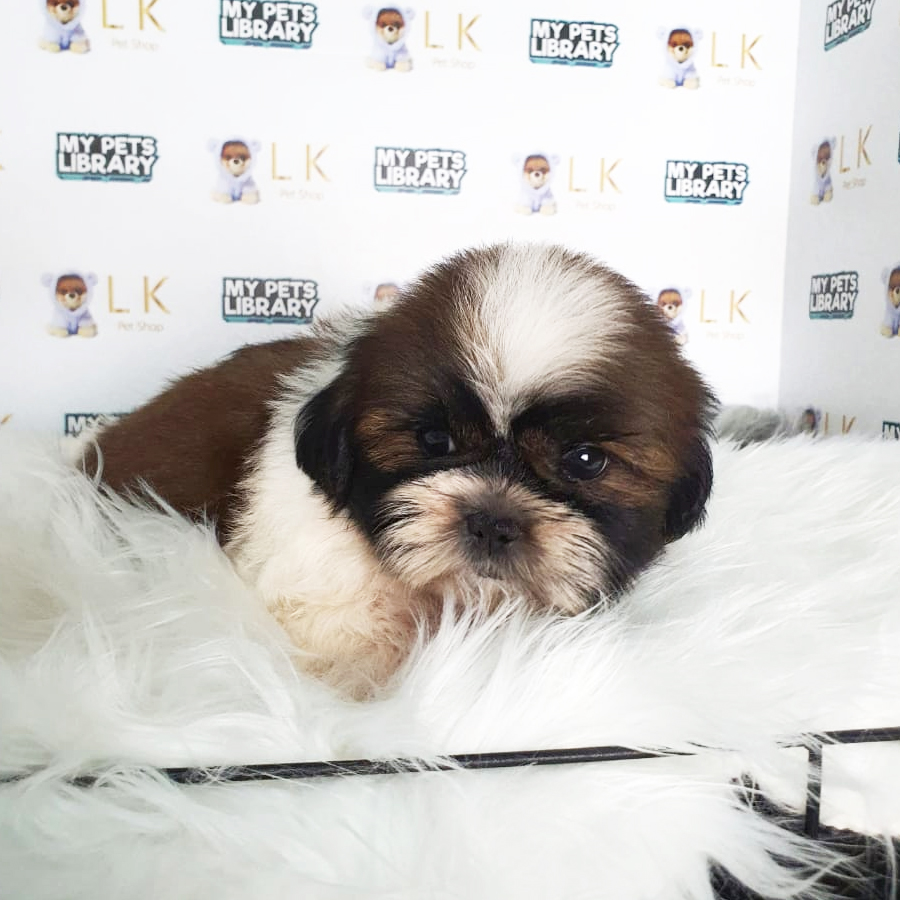 Shih Tzu Puppy (Male) For Sale