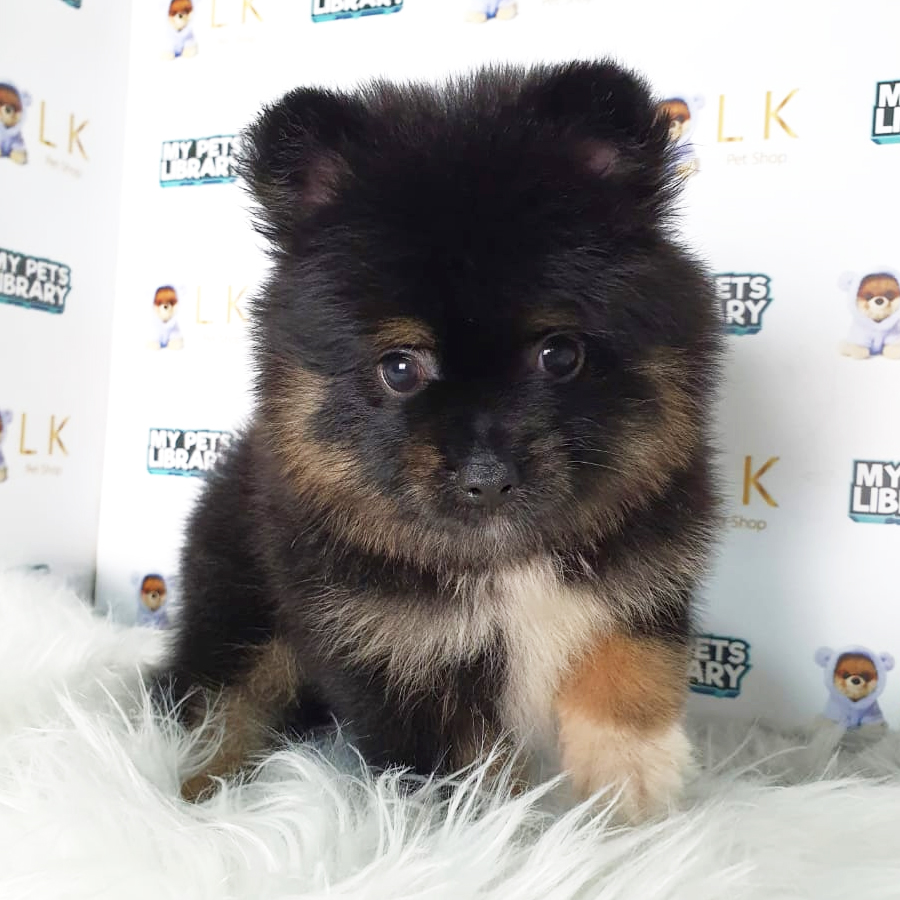 Pomeranian Puppy (Female) For Sale