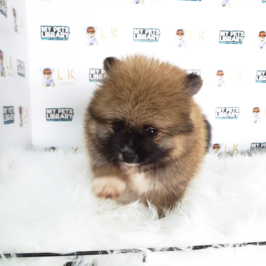 Pomeranian Puppy (Female) For Sale