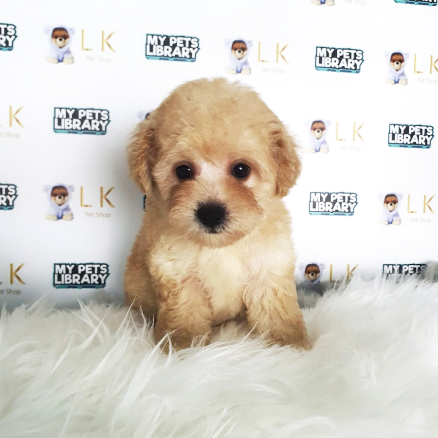 Toy Poodle Puppy (Male) For Sale