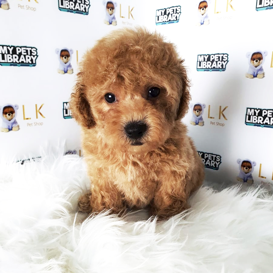 Toy Poodle Puppy (Male) For Sale