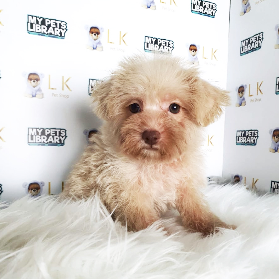 Toy Poodle Puppy (Female) For Sale