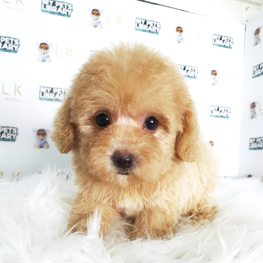 Toy Poodle Puppy (Female) For Sale