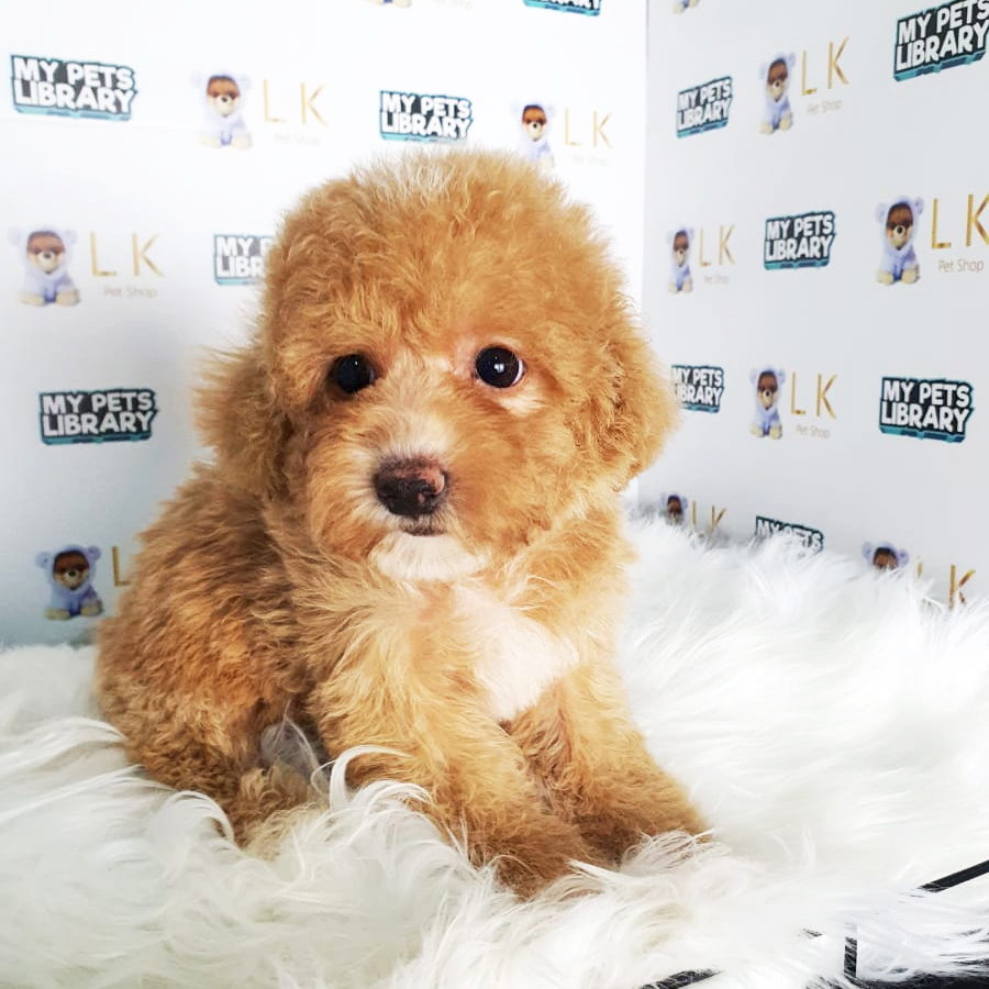 Toy Poodle Puppy (Male) For Sale